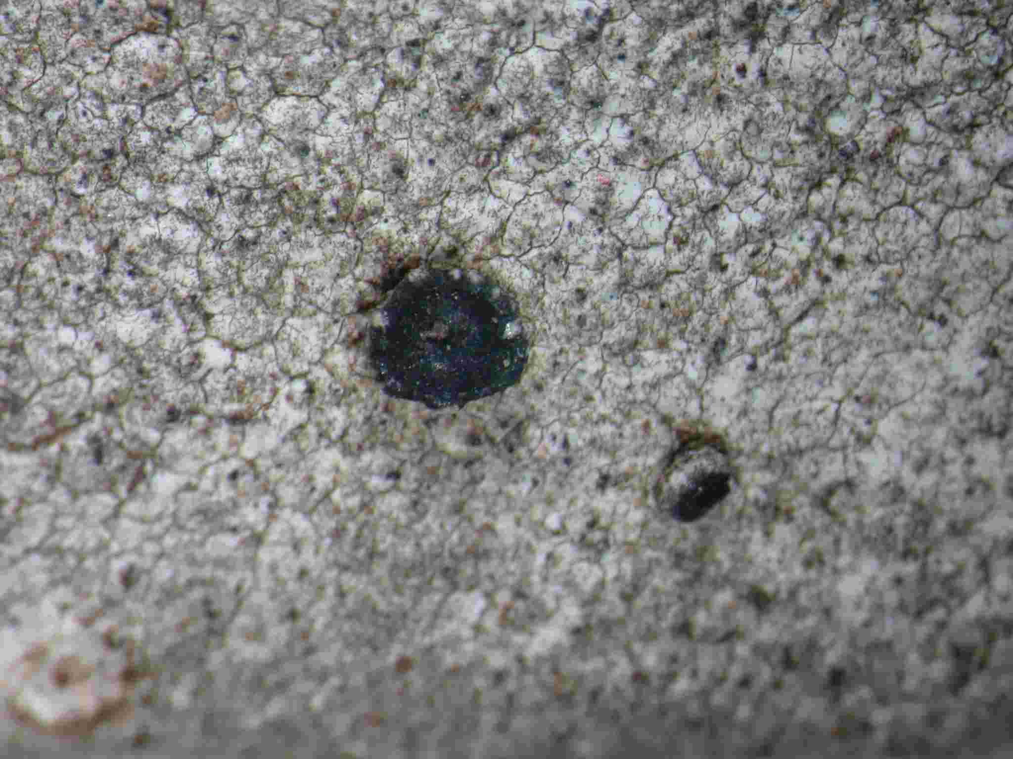[Lecanora gangaleoides]